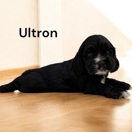 puppy, for, sale, Cocker Spaniel, Joe & Cherri  Overlease, dog, breeder, Miller, MO, dog-breeder, puppy-for-sale, forsale, nearby, find, puppyfind, locator, puppylocator, aca